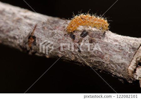 Caterpillar on a branch. 122082101