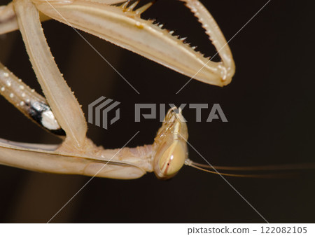 European mantis Mantis religiosa. European mantis Mantis religiosa. 122082105