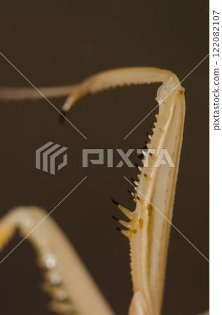 Detail of the front leg of a European mantis. Detail of the front leg of a European mantis. 122082107