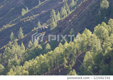 Forest of Canary Island pine on a hillside. Forest of Canary Island pine on a hillside. 122082192