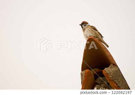 Eurasian tree sparrow shaking its plumage. Eurasian tree sparrow shaking its plumage. 122082197