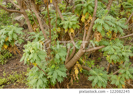 Shrub Dendripoterium pulidoi. 122082245