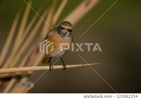 Male common redstart. 122082254