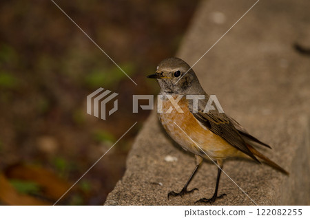 Male common redstart. 122082255