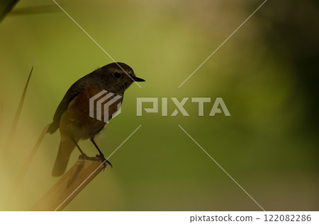 Male common redstart. 122082286
