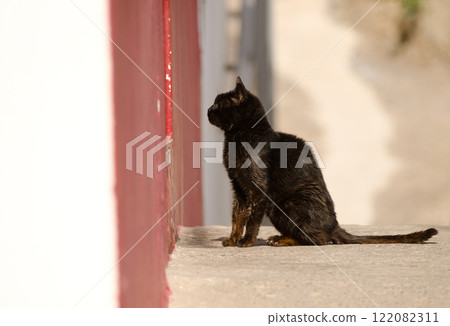 Cat waiting at the entrance of a store. 122082311