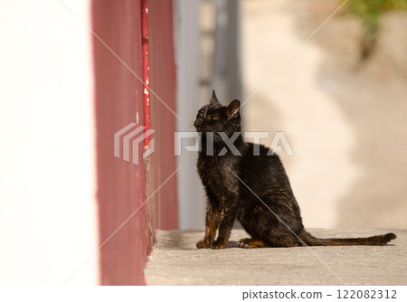 Cat waiting at the entrance of a store. 122082312