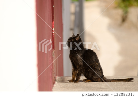 Cat waiting at the entrance of a store. 122082313