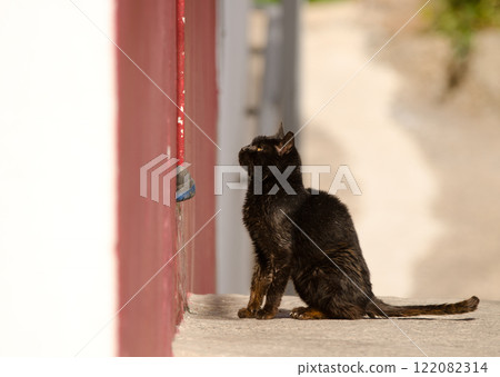 Cat waiting at the entrance of a store. Cat waiting at the entrance of a store. 122082314