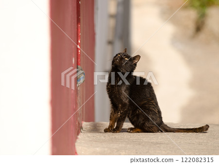 Cat waiting at the entrance of a store. 122082315