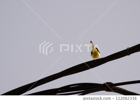 Grey wagtail on an electric cable. 122082316
