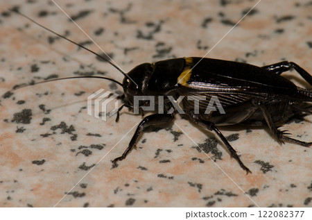 Two-spotted cricket Gryllus bimaculatus. Two-spotted cricket Gryllus bimaculatus. 122082377