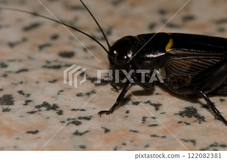 Two-spotted cricket Gryllus bimaculatus. Two-spotted cricket Gryllus bimaculatus. 122082381