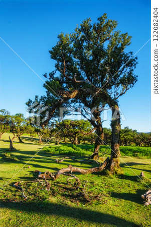 Fanal forest trees on Madeira island, Portugal 122082404