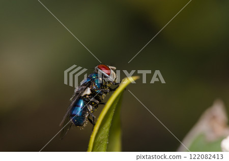 Blow fly Calliphora sp. 122082413