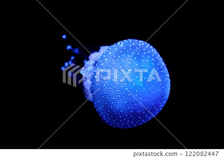 Tropical Jellyfish Phyllorhiza punctata white-spotted jellyfish underwater Tropical Jellyfish Phyllorhiza punctata white-spotted jellyfish underwater 122082447