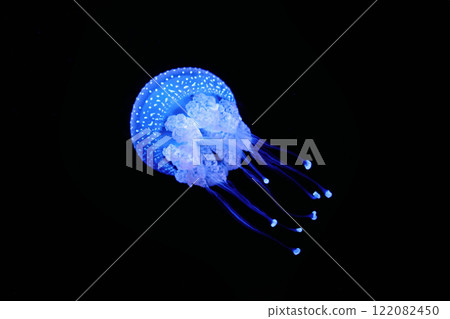 Tropical Jellyfish Phyllorhiza punctata white-spotted jellyfish underwater 122082450