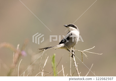Great grey shrike. 122082507
