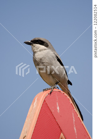 Great grey shrike. Great grey shrike. 122082514