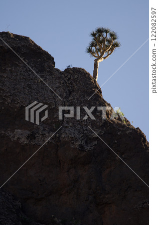 Drago de Gran Canaria. 122082597