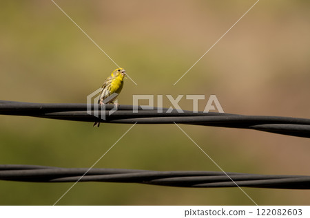 European serin singing. 122082603