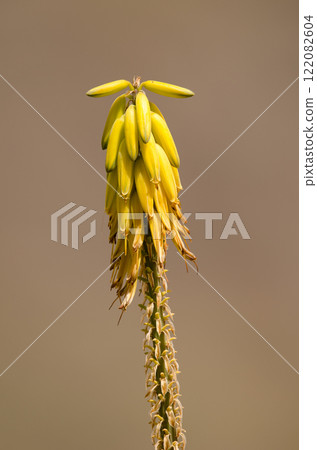 Flowers of Aloe vera. 122082604
