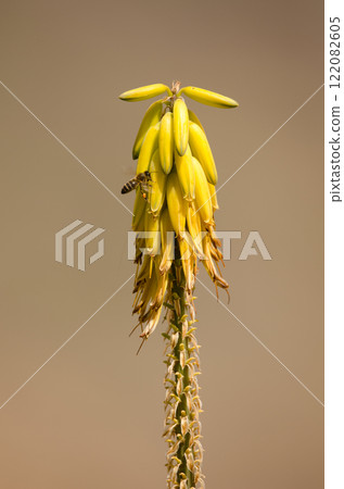 Western honey bee on flowers of Aloe vera. 122082605