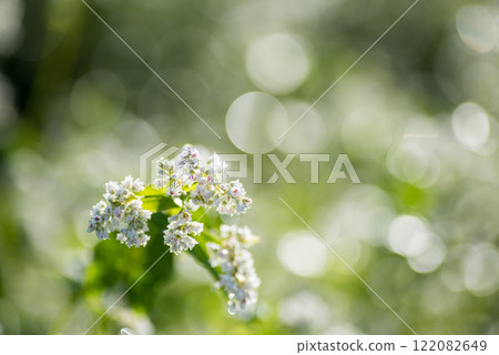 蕎麥花浸泡在晨露中的特寫，背景閃閃發光 122082649