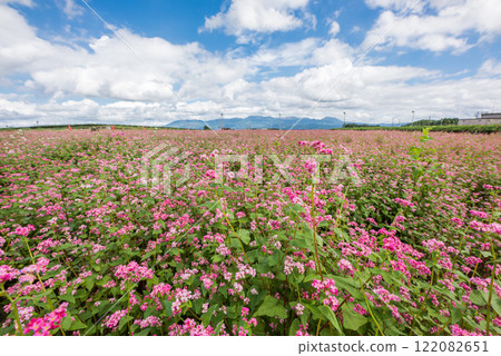 紅蕎麥田在雲彩的天空下 紅蕎麥田在雲彩的天空下 122082651