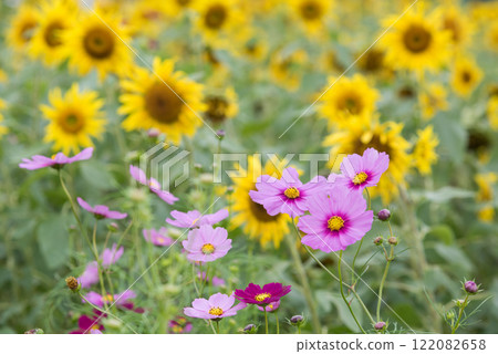 Pink cosmos flowers with a sunflower field in the background 122082658