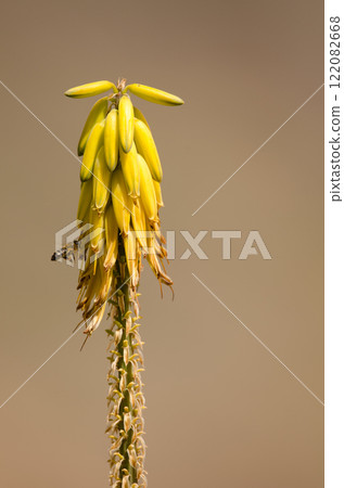 Western honey bee next to flowers of Aloe vera. 122082668