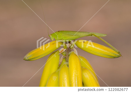 Bush cricket on flowers of Aloe vera. Bush cricket on flowers of Aloe vera. 122082677