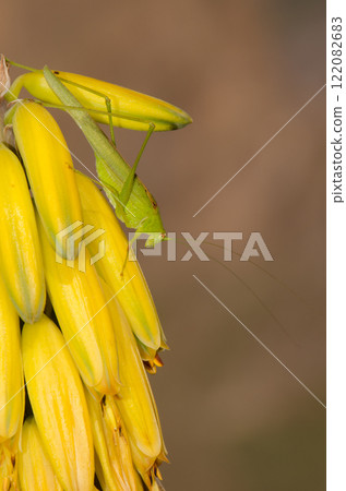 Bush cricket on flowers of Aloe vera. Bush cricket on flowers of Aloe vera. 122082683