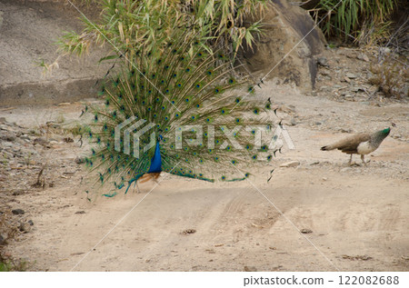 Male Indian peafowl courting a female. Male Indian peafowl courting a female. 122082688