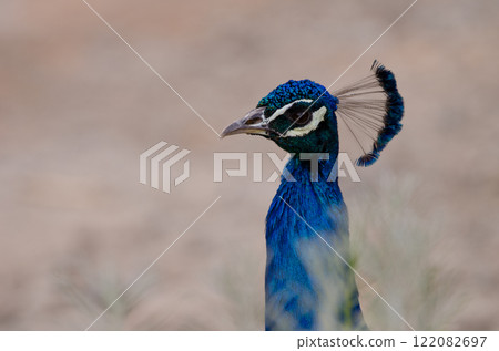 Head of a male Indian peafowl. Head of a male Indian peafowl. 122082697