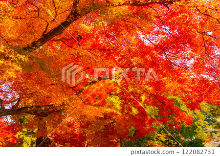 [Kyoto Scenery] Nanzenji Temple - Autumn leaves with a serene atmosphere 122082731