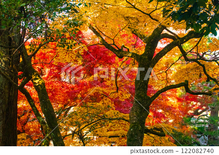 [Kyoto Scenery] Nanzenji Temple - Autumn leaves with a serene atmosphere 122082740