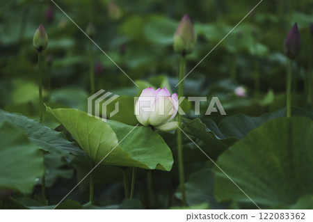 Blooming lotus flowers in a summer pond 122083362