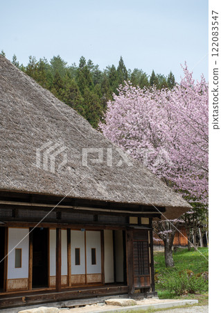 Old Japanese thatched roof farmhouse and cherry blossoms in full bloom Old Japanese thatched roof farmhouse and cherry blossoms in full bloom 122083547