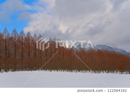 冬天的水杉樹(滋賀縣牧野町) 冬天的水杉樹(滋賀縣牧野町) 122084162