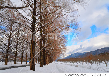 冬天的水杉樹(滋賀縣牧野町) 冬天的水杉樹(滋賀縣牧野町) 122084164