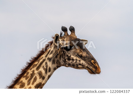 Masai Giraffe in the Serengeti 122084337