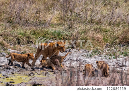 Lion Cubs in the Ngorogoro Crater Lion Cubs in the Ngorogoro Crater 122084339