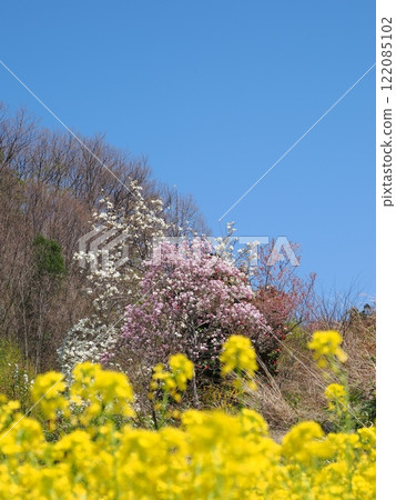 春日美景,油菜花、桃花、藍天 春日美景,油菜花、桃花、藍天 122085102
