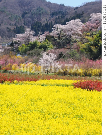 A spectacular spring view of peach blossoms and rape blossoms at Fukushima Hanamiyama Park A spectacular spring view of peach blossoms and rape blossoms at Fukushima Hanamiyama Park 122085115