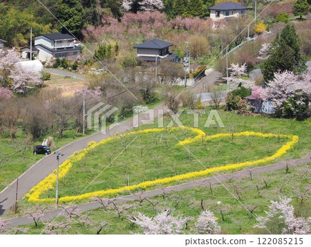 Spring is in full bloom! Fukushima's stunning scenery is colored by rape blossoms and peach blossoms 122085215