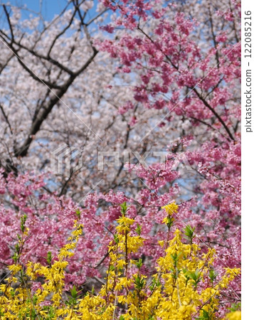Spring is in full bloom! Fukushima's stunning scenery is colored by rape blossoms and peach blossoms 122085216
