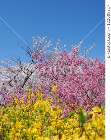 春天正是百花盛開!油菜花和桃花映襯下的福島美景 春天正是百花盛開!油菜花和桃花映襯下的福島美景 122085217