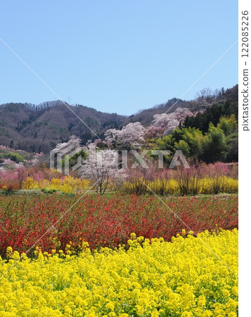 Spring is in full bloom! Fukushima's stunning scenery is colored by rape blossoms and peach blossoms Spring is in full bloom! Fukushima's stunning scenery is colored by rape blossoms and peach blossoms 122085226