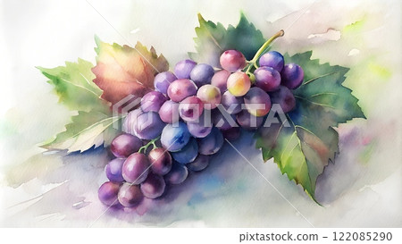 Still life watercolor artwork of grapes on vine with leaves Still life watercolor artwork of grapes on vine with leaves 122085290